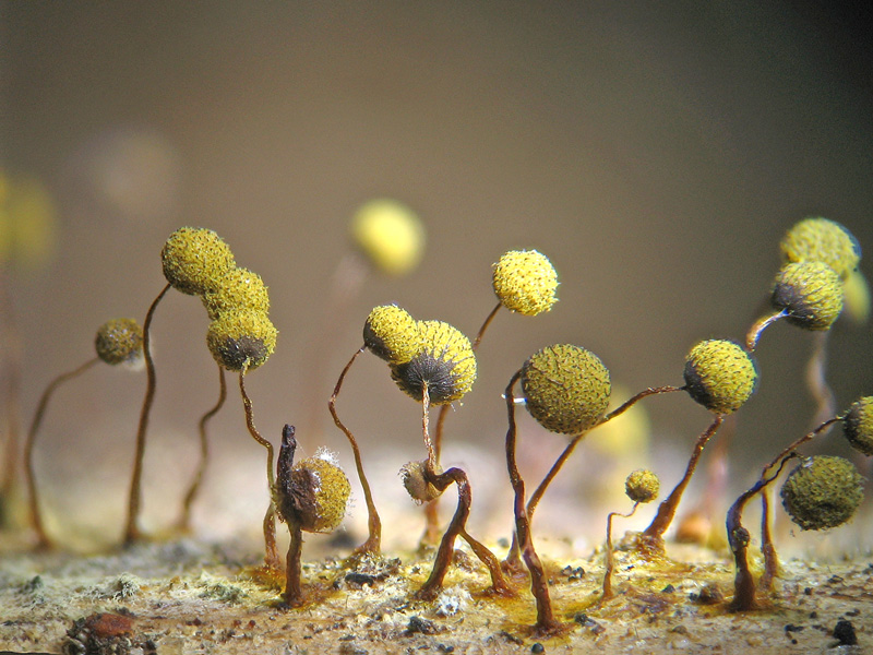 Cribraria (intricata)